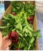 Пион Ред Шарм (Red Charm)